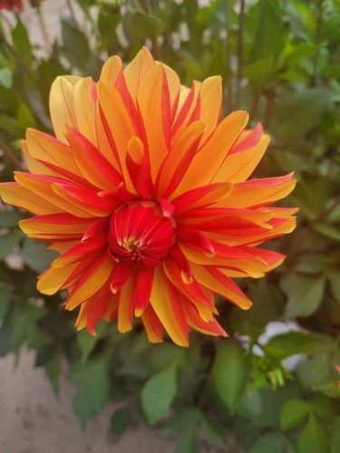 Rot gelbe schmuckdahlie - rot-gelbe,