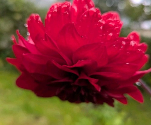 Dahlien knolle rot - knolle,