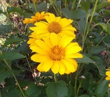 100 Samen Topinambur