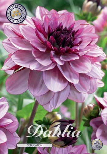 Rosa-bordeauxfarbene